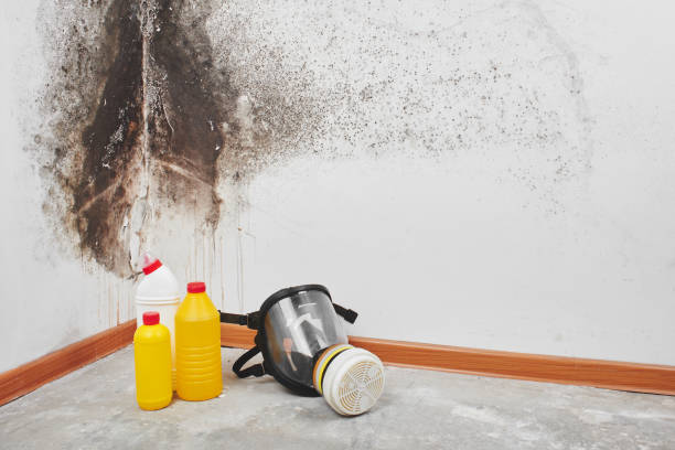 Best Black Mold Removal  in New Carlisle, OH