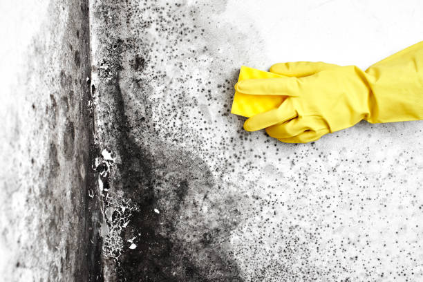 Best Fast Mold Removal  in New Carlisle, OH