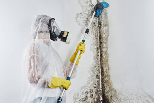 Office Mold Removal Services in New Carlisle, OH