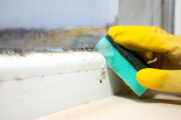 Best Office Mold Removal Services  in New Carlisle, OH