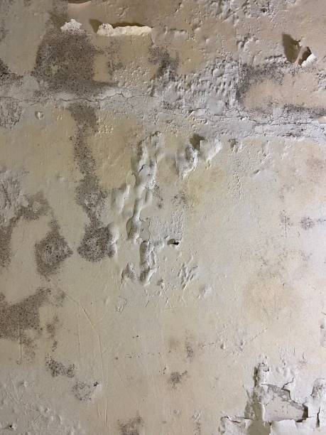 Best Toxic Mold Removal  in New Carlisle, OH