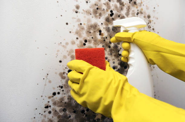 Best Office Mold Removal Services  in New Carlisle, OH