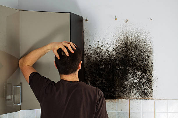Best Black Mold Removal  in New Carlisle, OH