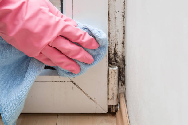 Best Attic Mold Removal  in New Carlisle, OH