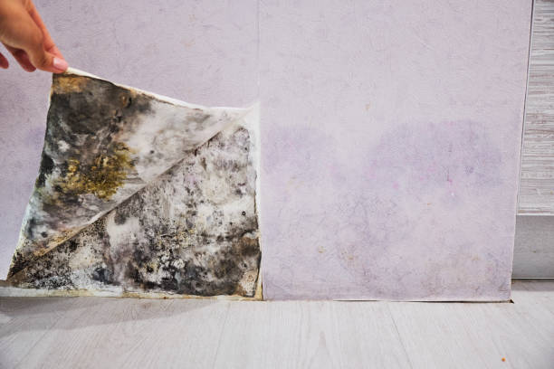 Best Emergency Mold Removal  in New Carlisle, OH
